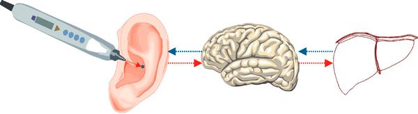 ear-brain-organ